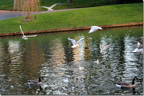 parc barbieux roubaix