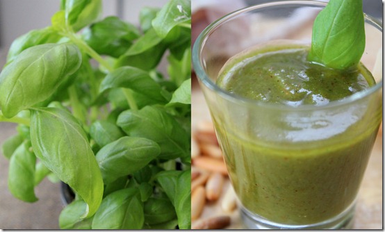 pesto basilic