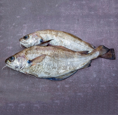 Tacaud, le poisson