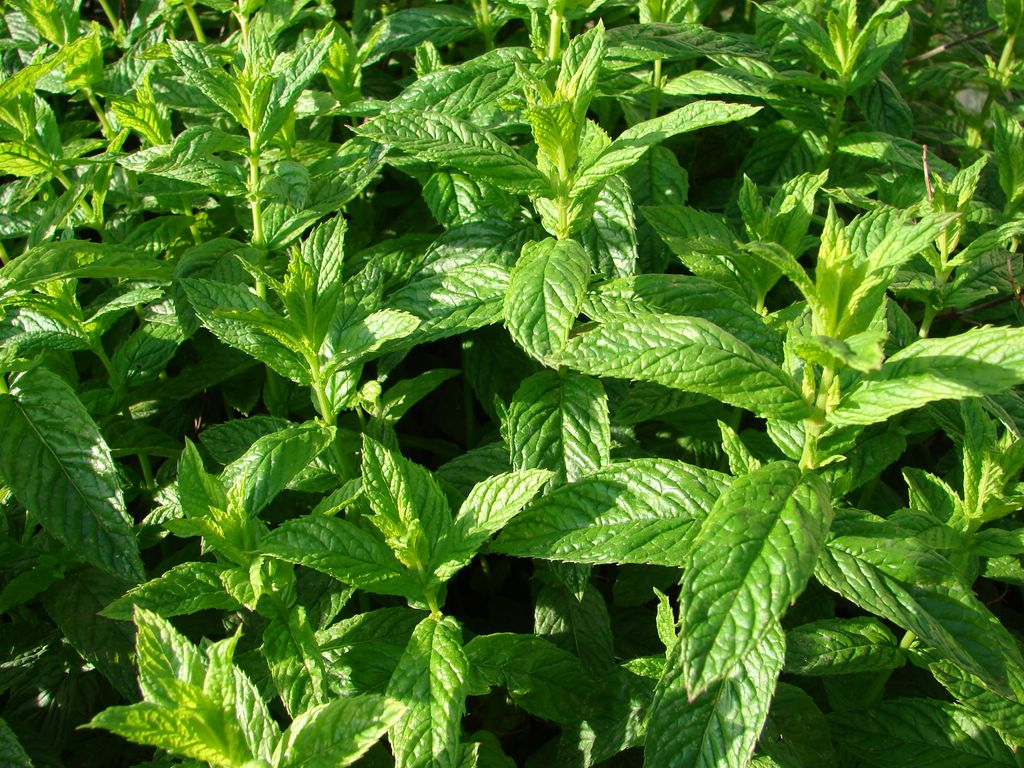 La menthe